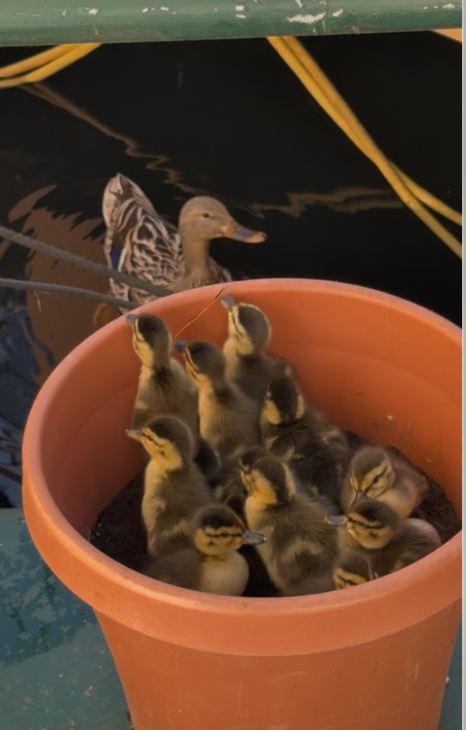 Ducklings nesting at the marina